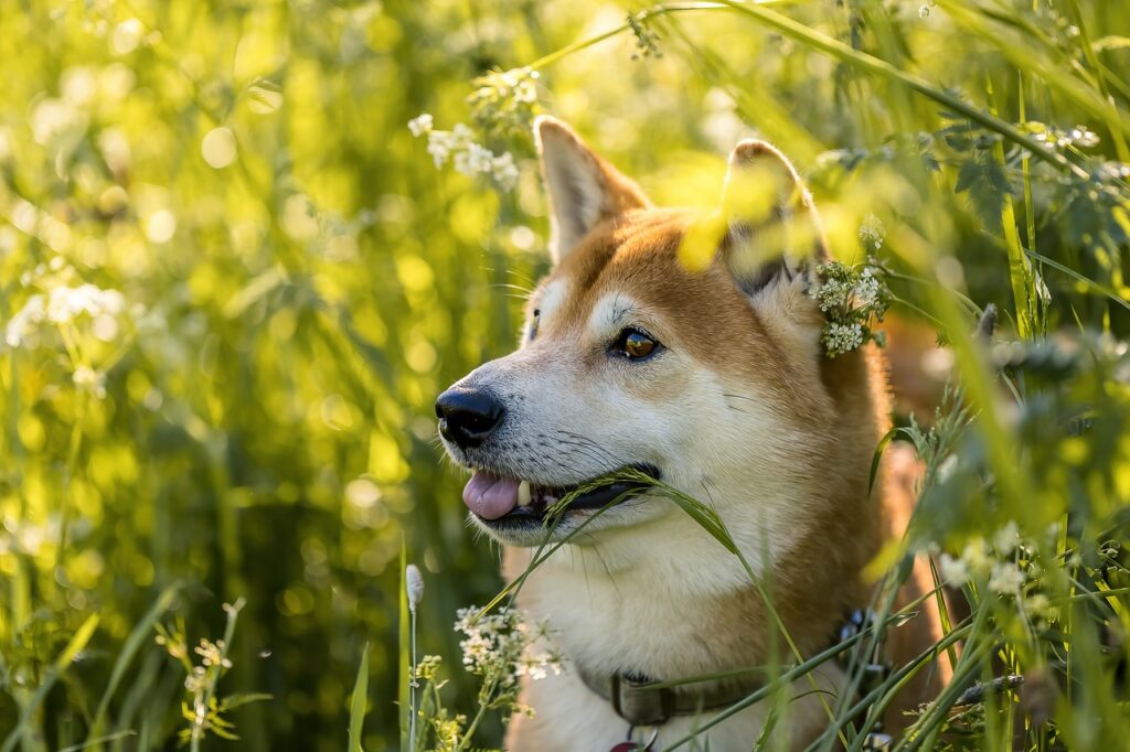 The Shiba Inu