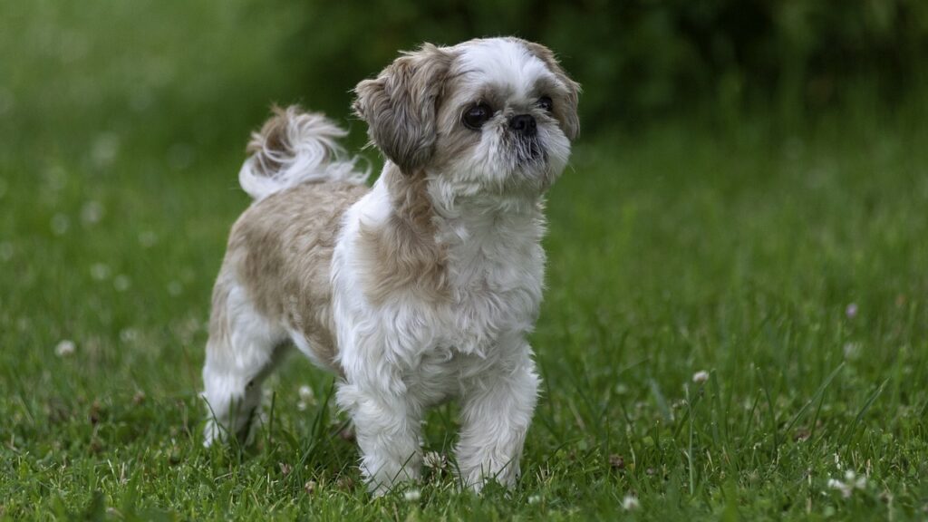 The Shih Tzu