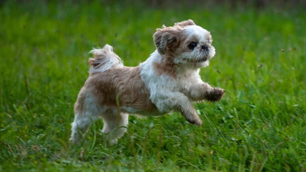 The Shih Tzu