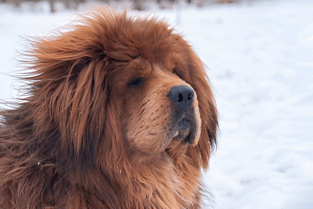 The Tibetan Mastiff