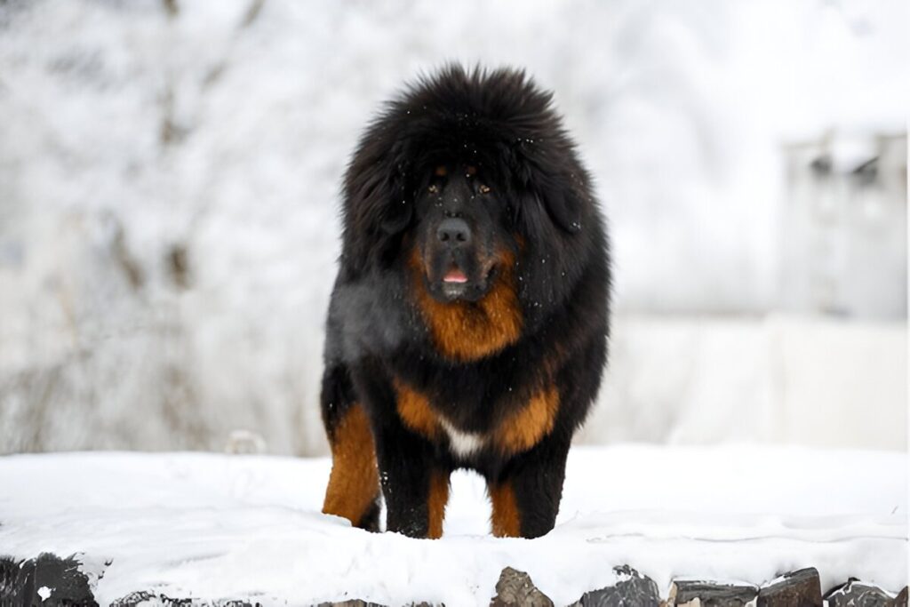 The Tibetan Mastiff