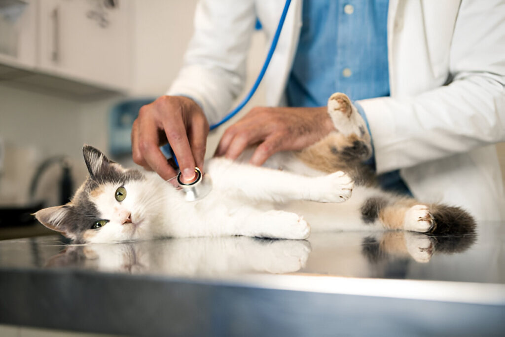 The Vet is Your Friend Understanding Health Check-Ups and Vaccinations