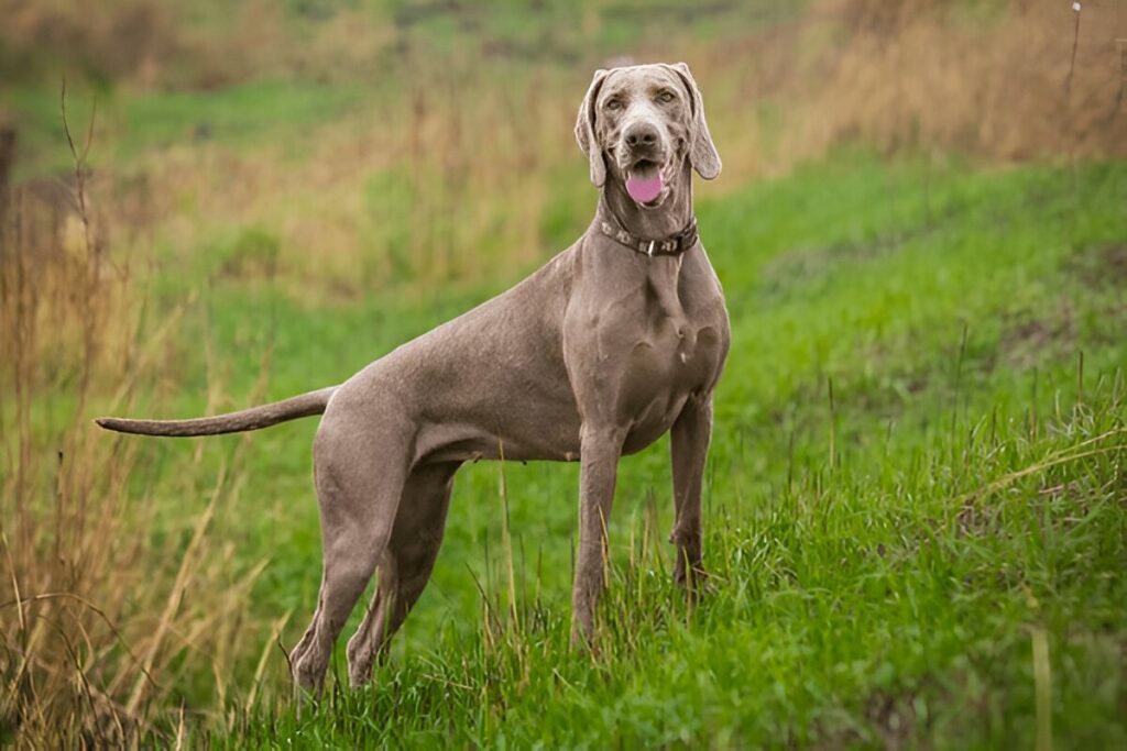 The Weimaraner