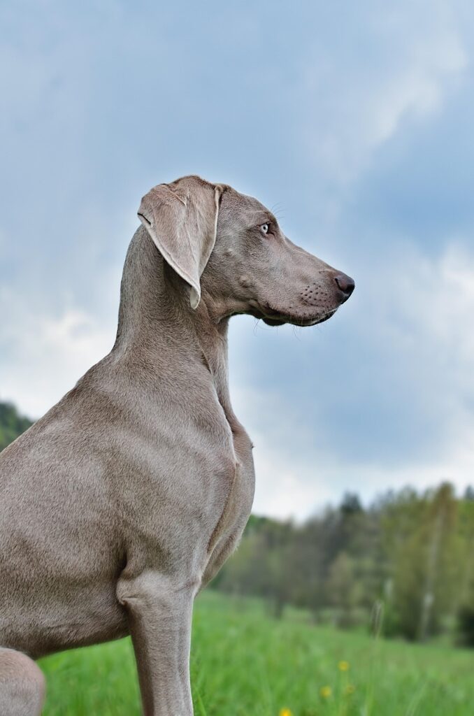 The Weimaraner