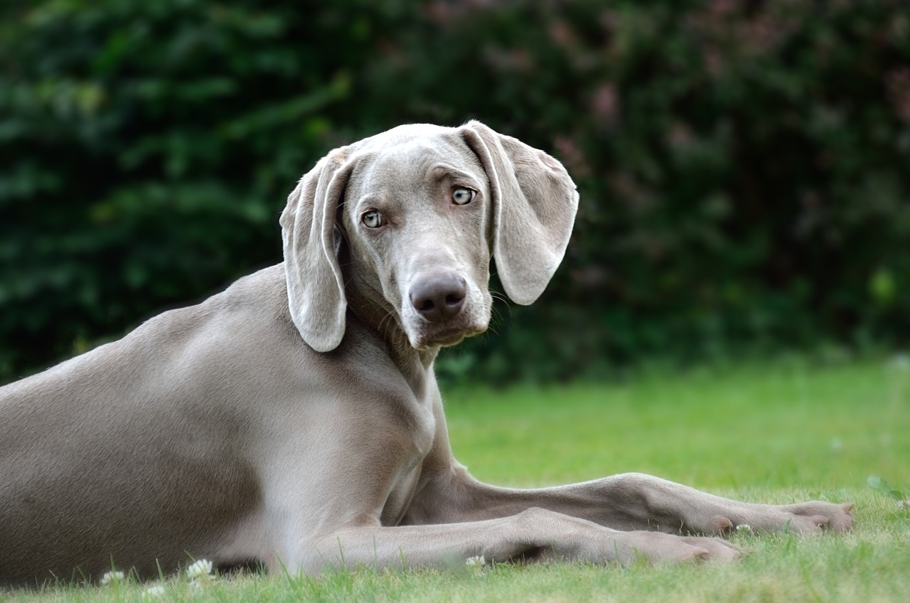 The Weimaraner