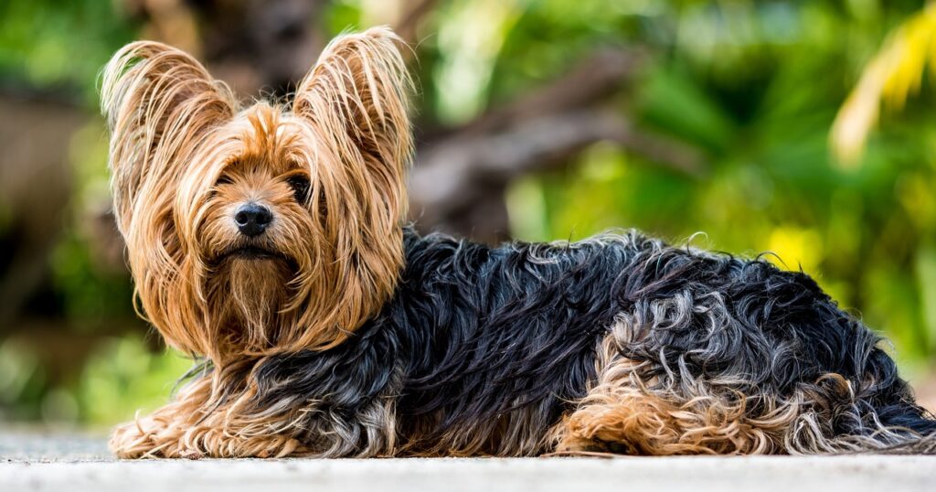 The Yorkshire Terrier