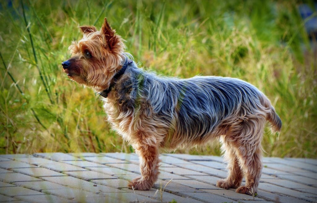 The Yorkshire Terrier