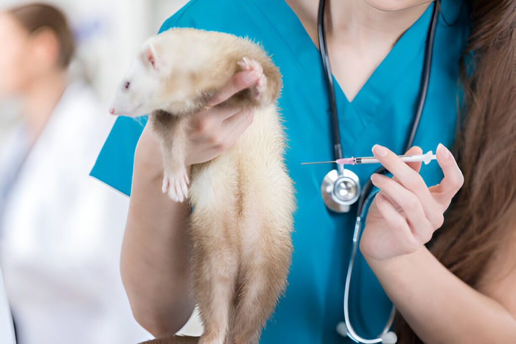 Veterinary Diagnosis and Treatment  of ferrets