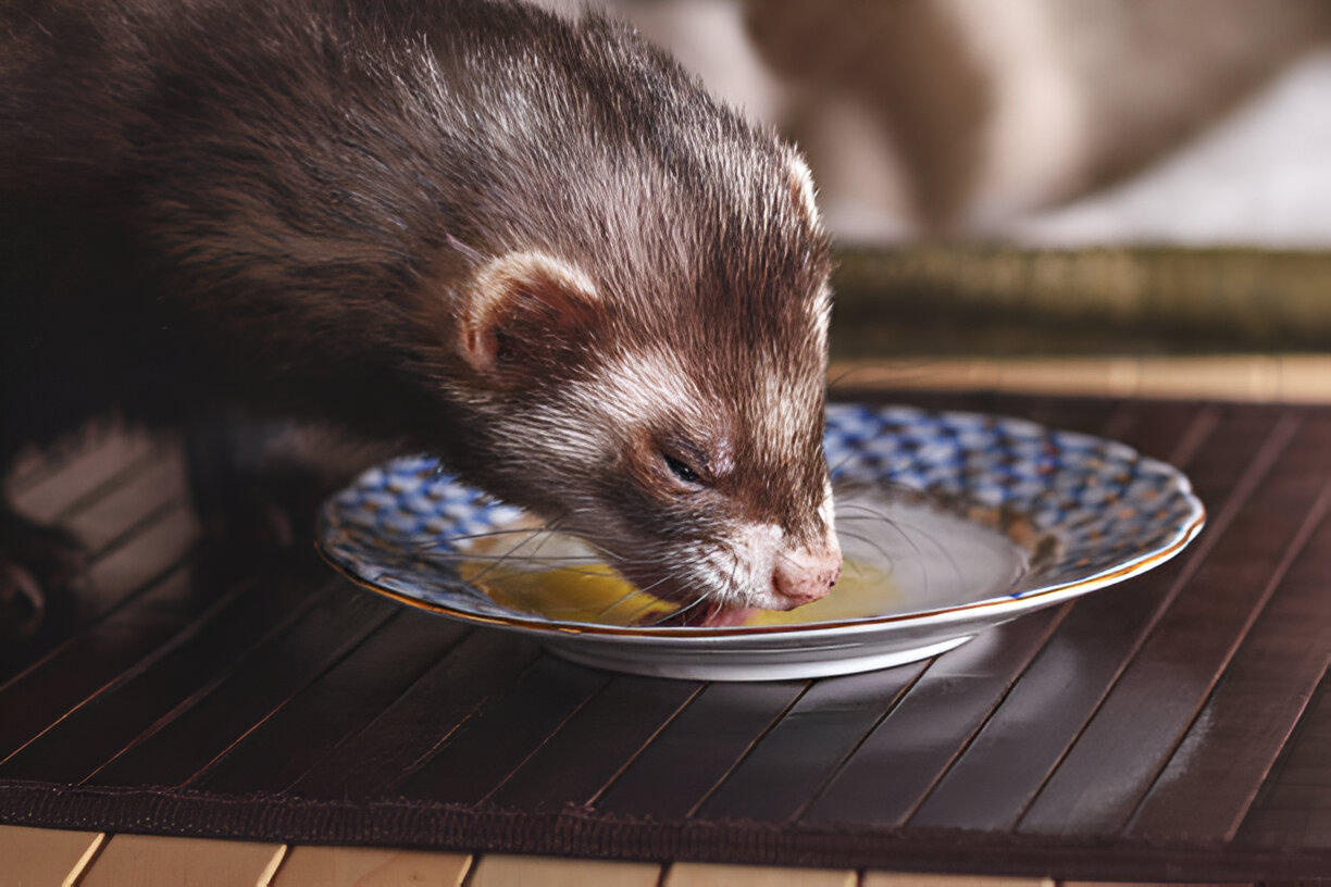 What human food can ferrets eat