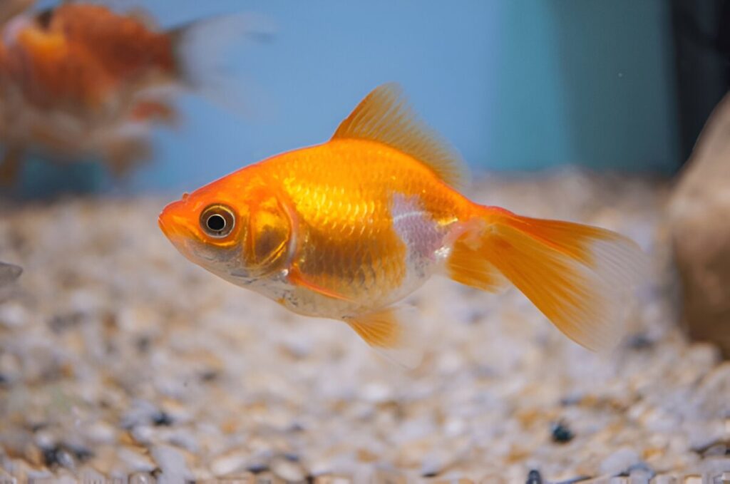 What is the easiest pet fish to take care of