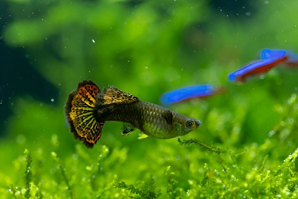 What is the easiest pet fish to take care of