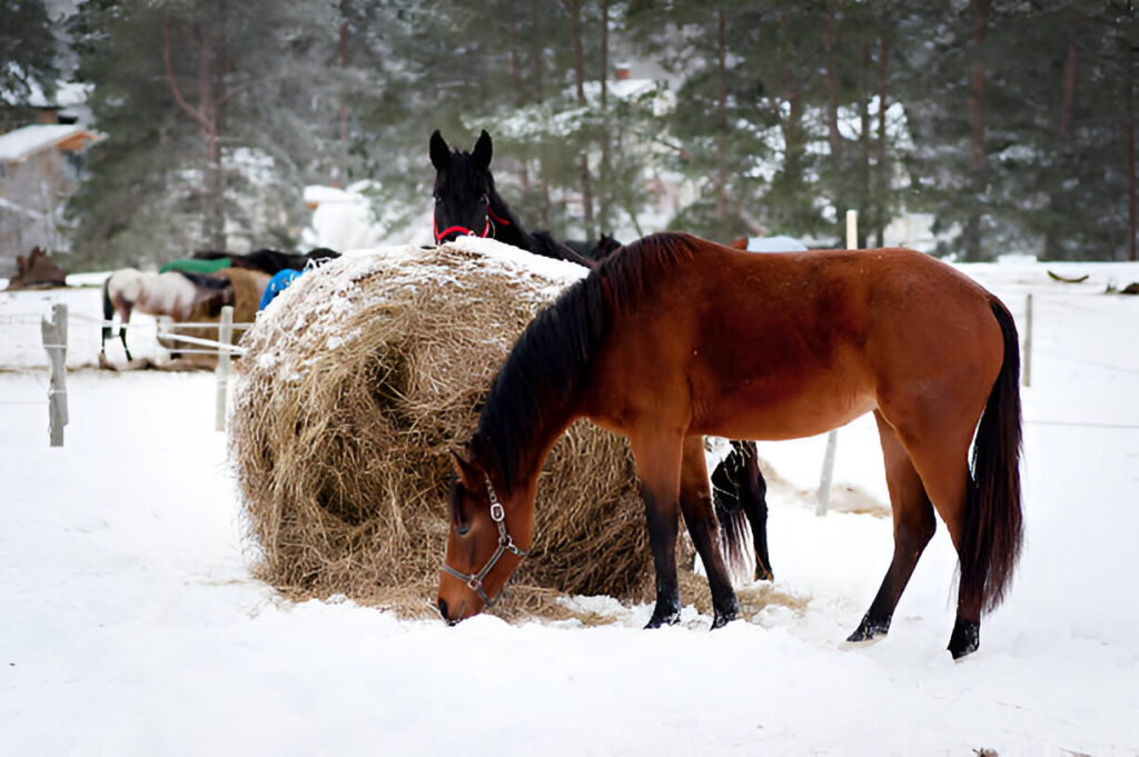 What should be fed to your horse in the winter to keep them warm