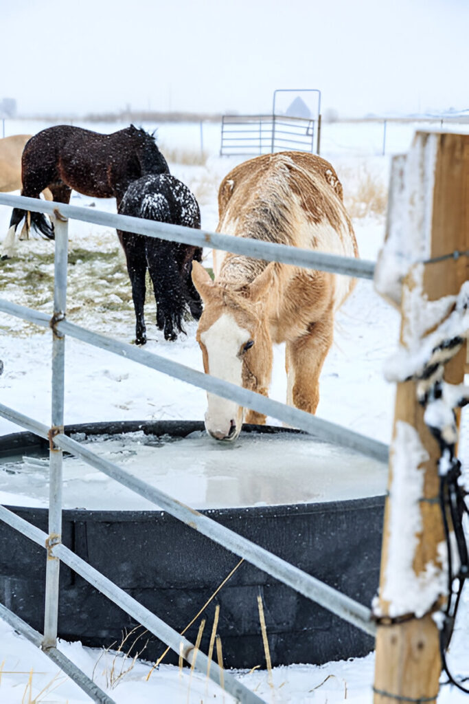 What should be fed to your horse in the winter to keep them warm