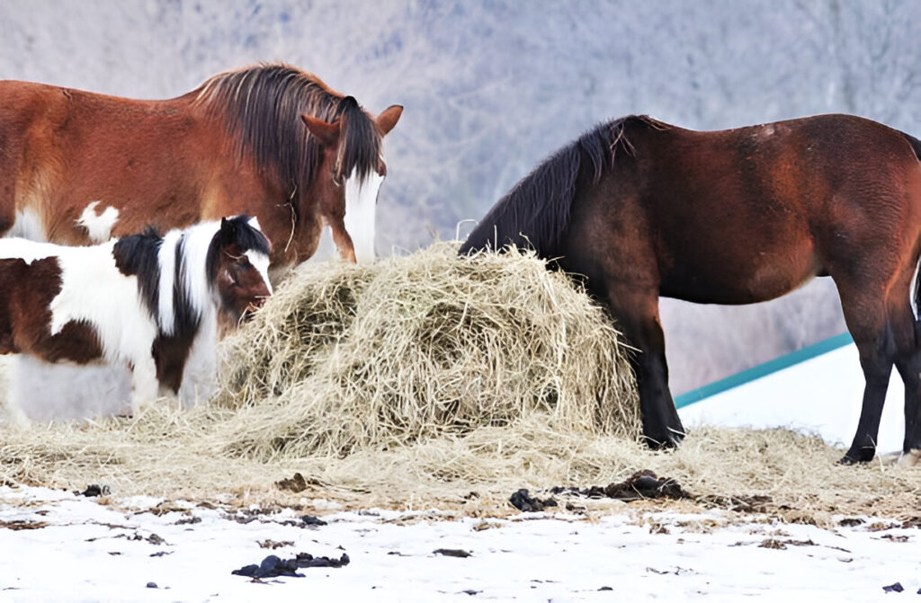 What should be fed to your horse in the winter to keep them warm ,horses eat outdoor