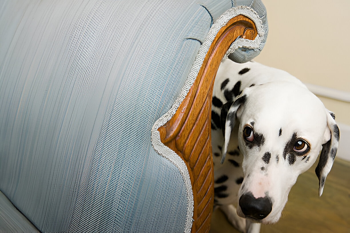 Why Your Adult Dog is Suddenly Scared of Everything