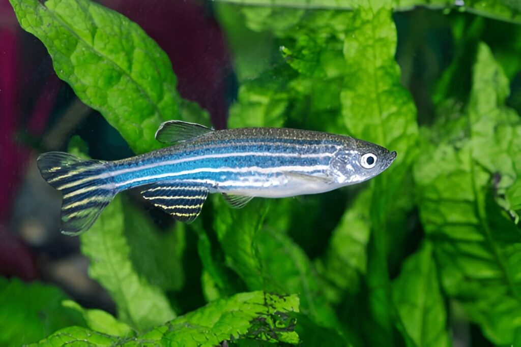 Zebra Danios