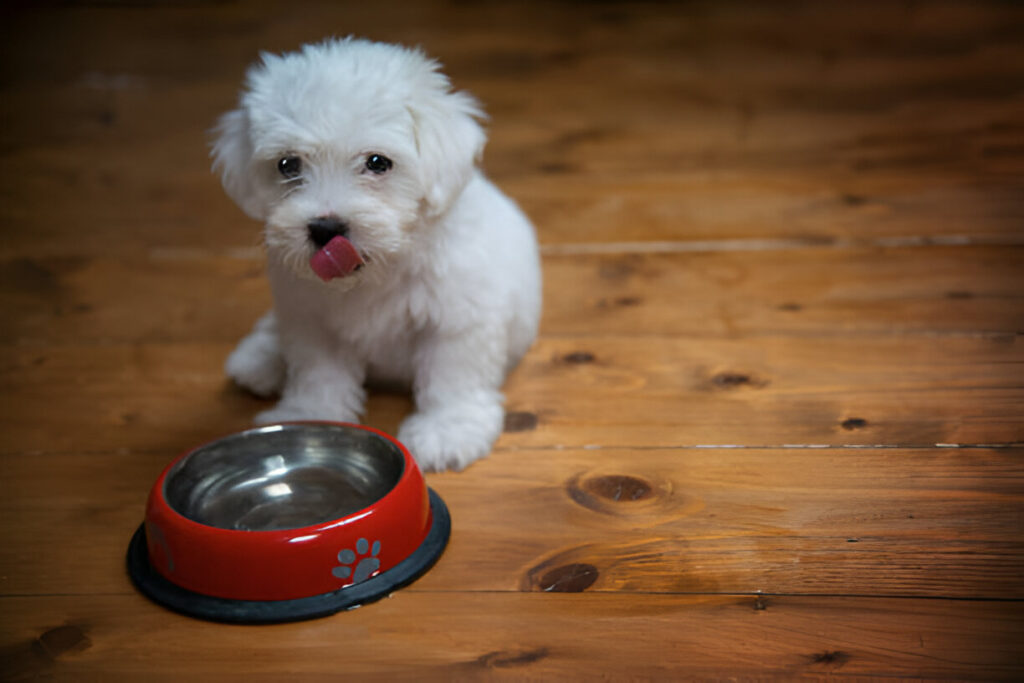 best dog food for puppies small breed