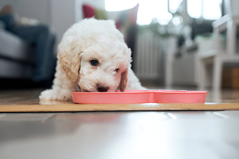 best dog food for puppies small breed