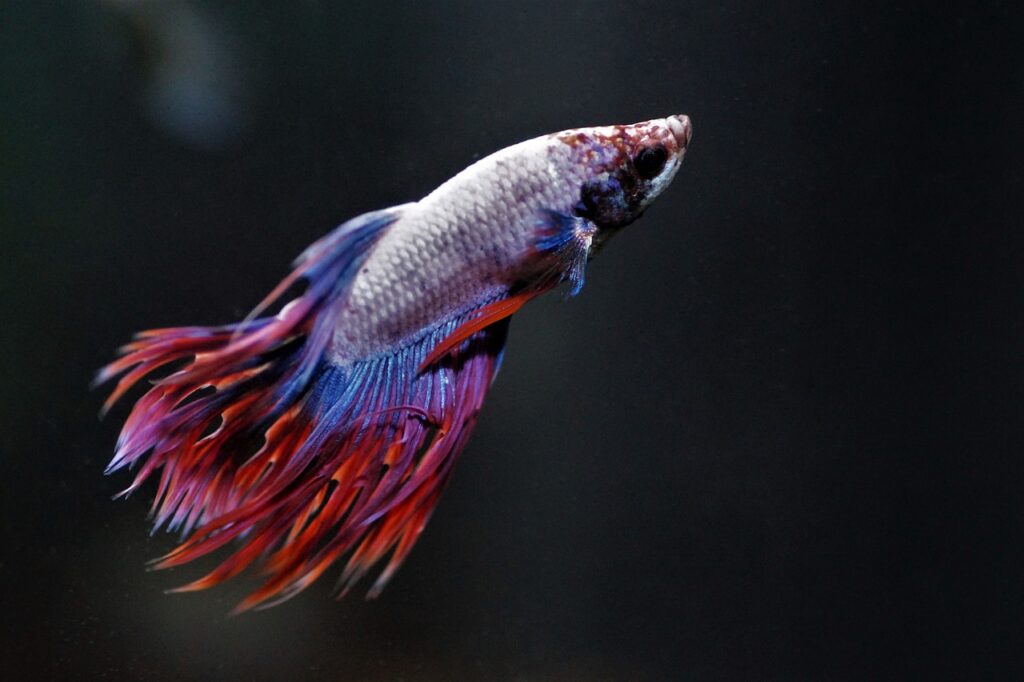 Betta Fish