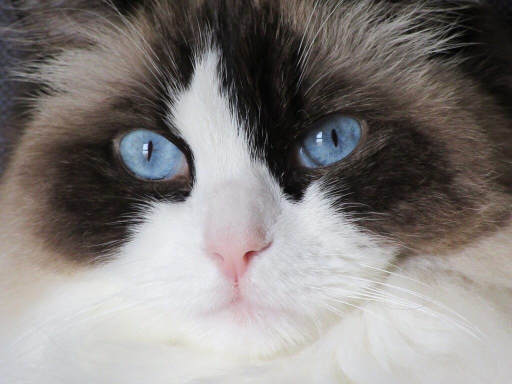 brown ragdoll cat