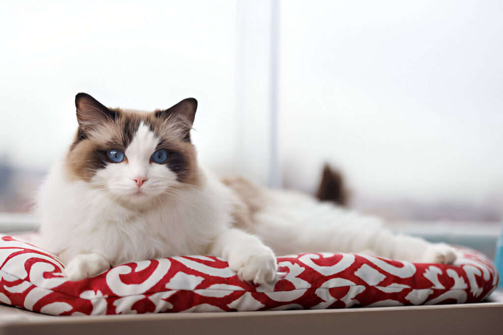 brown ragdoll cat