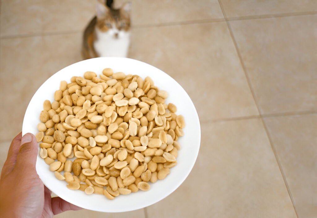 can cats eat peanuts ?