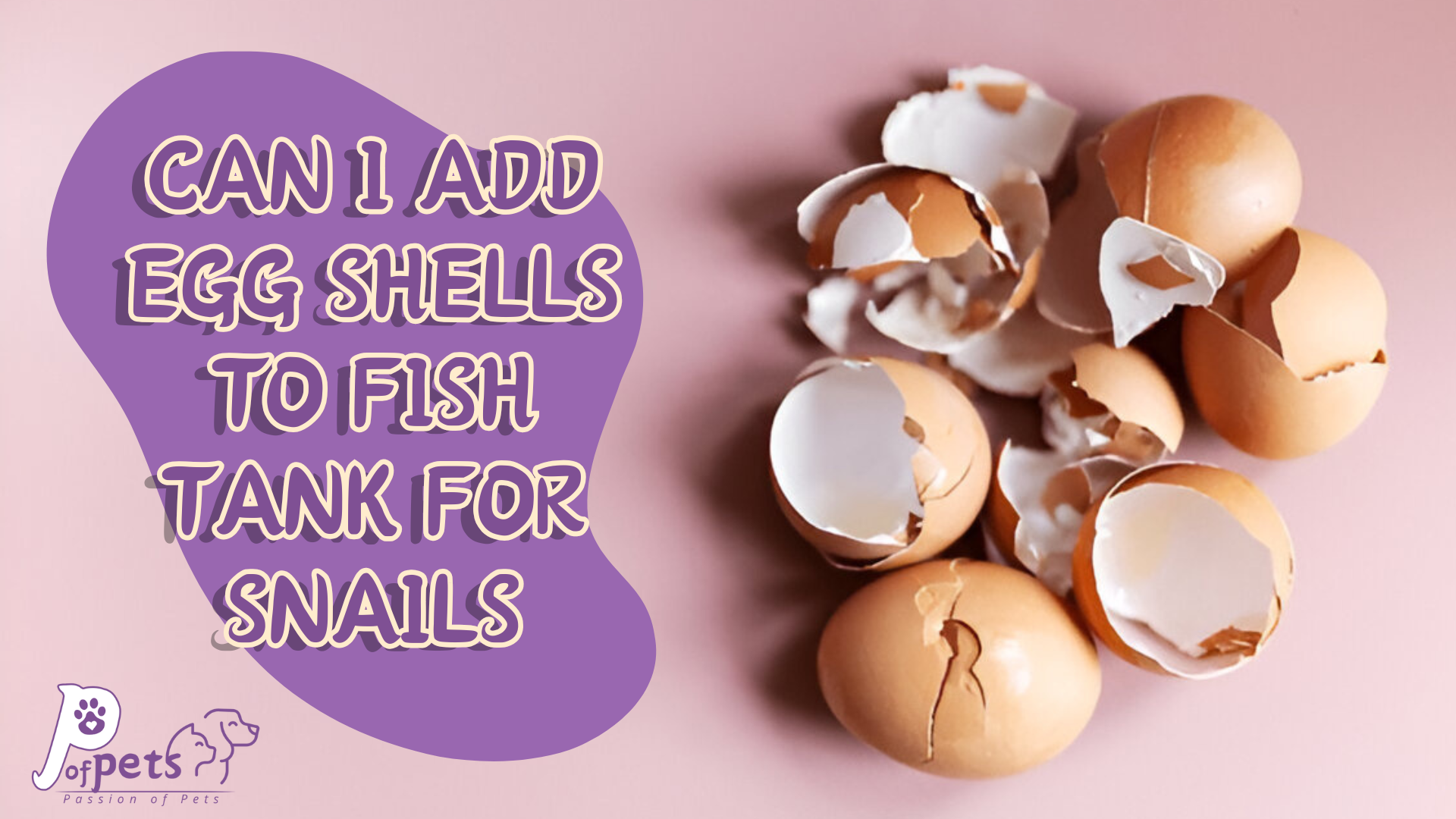 can i add egg shells to fish tank for snails