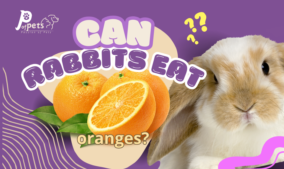 can rabbits eat oranges