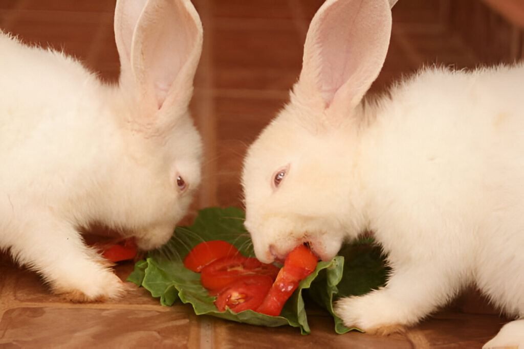 can rabbits eat tomatoes  ,two rabbits eat tomates
