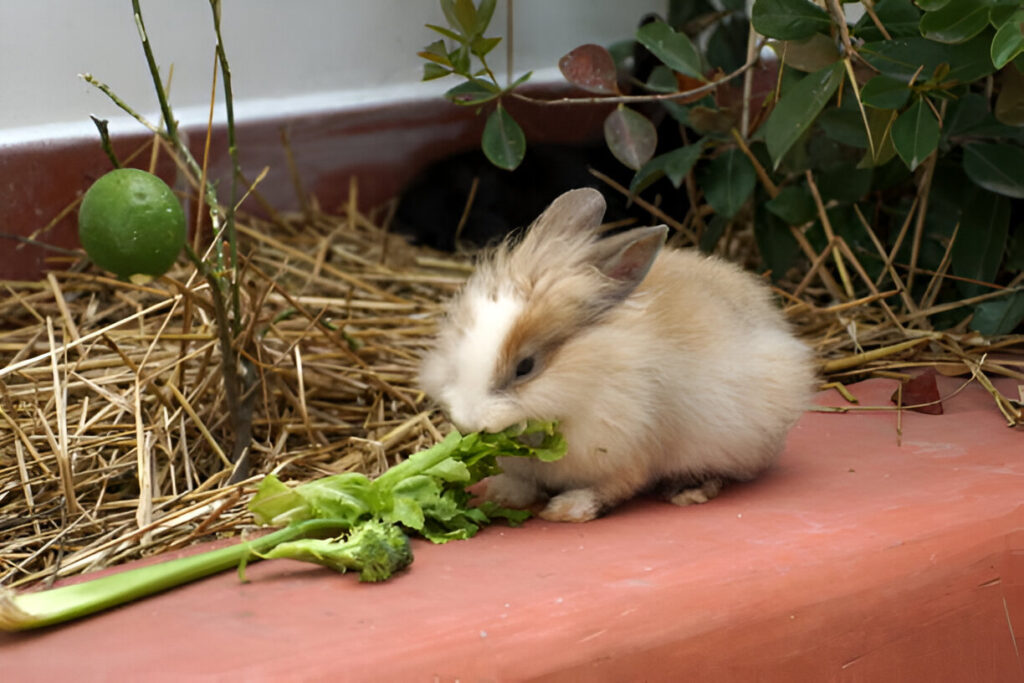 can rabbits eat tomatoes ,rabbits eat 