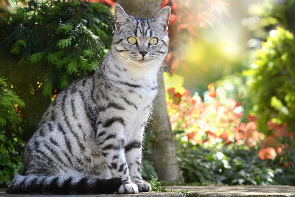 American Shorthair Cat How to Care For