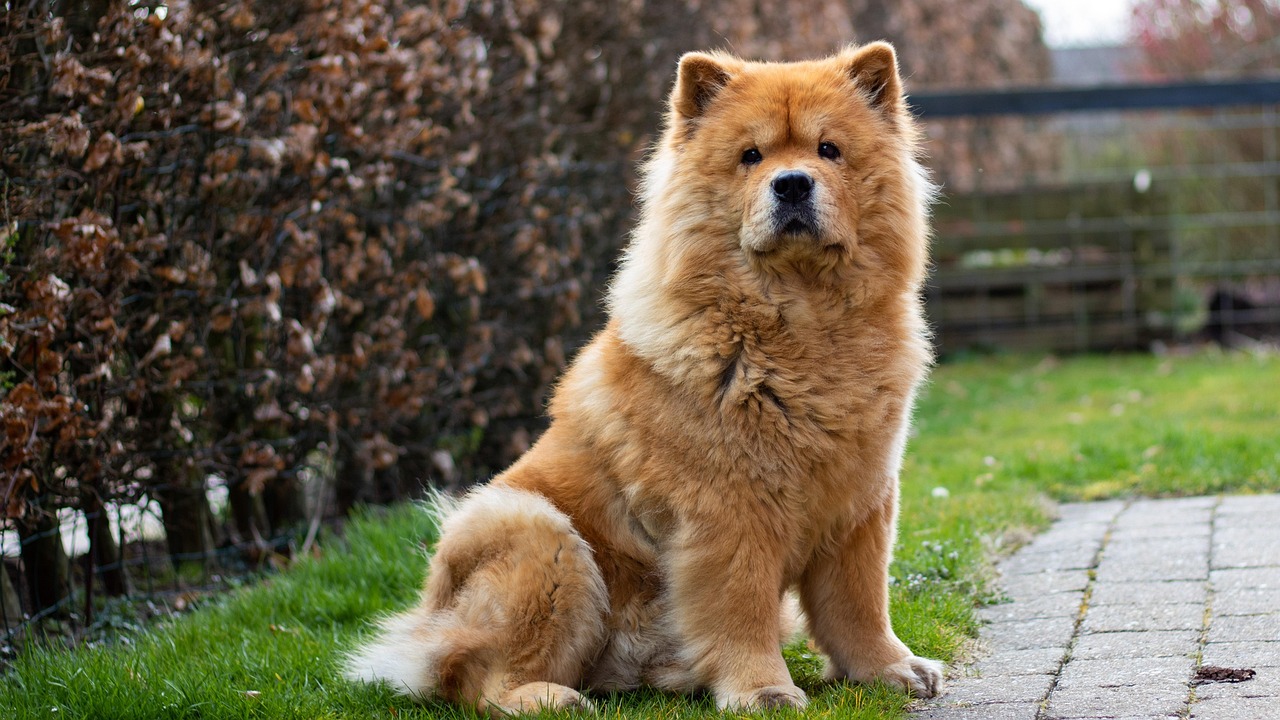 The Chow Chow