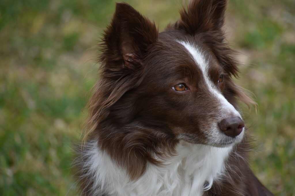 The Border Collie