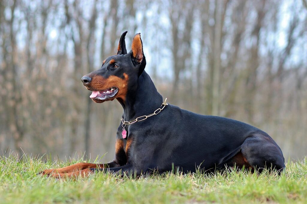 dog breeds doberman