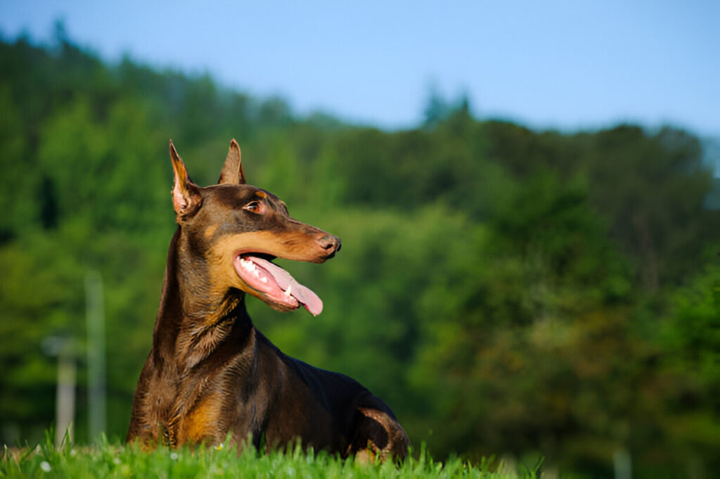 dog breeds doberman