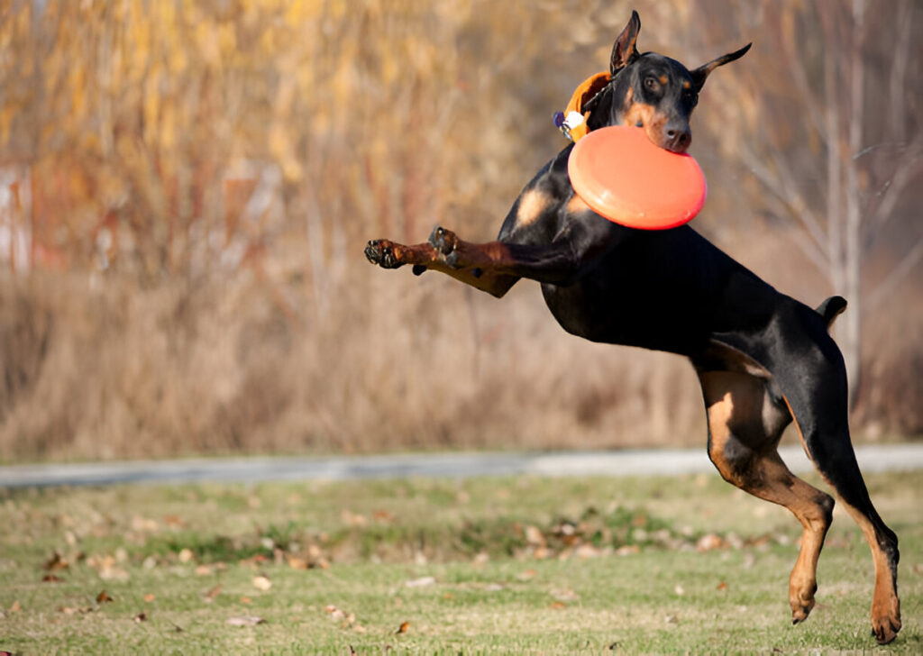 dog breeds doberman play with fly dish