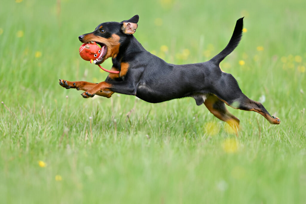 dog breeds doberman ,puppy doberman