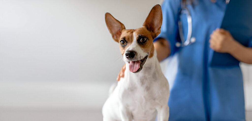 Signs Your Dog May Need Immediate Veterinary Attention