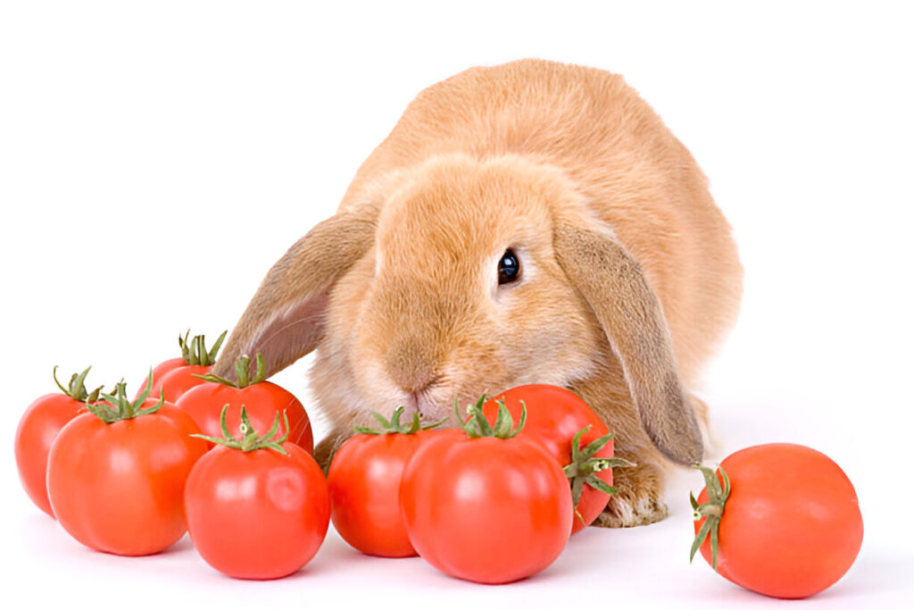 How to Safely Feed Tomatoes to Your Rabbit ,rabbits eat tomatoes
