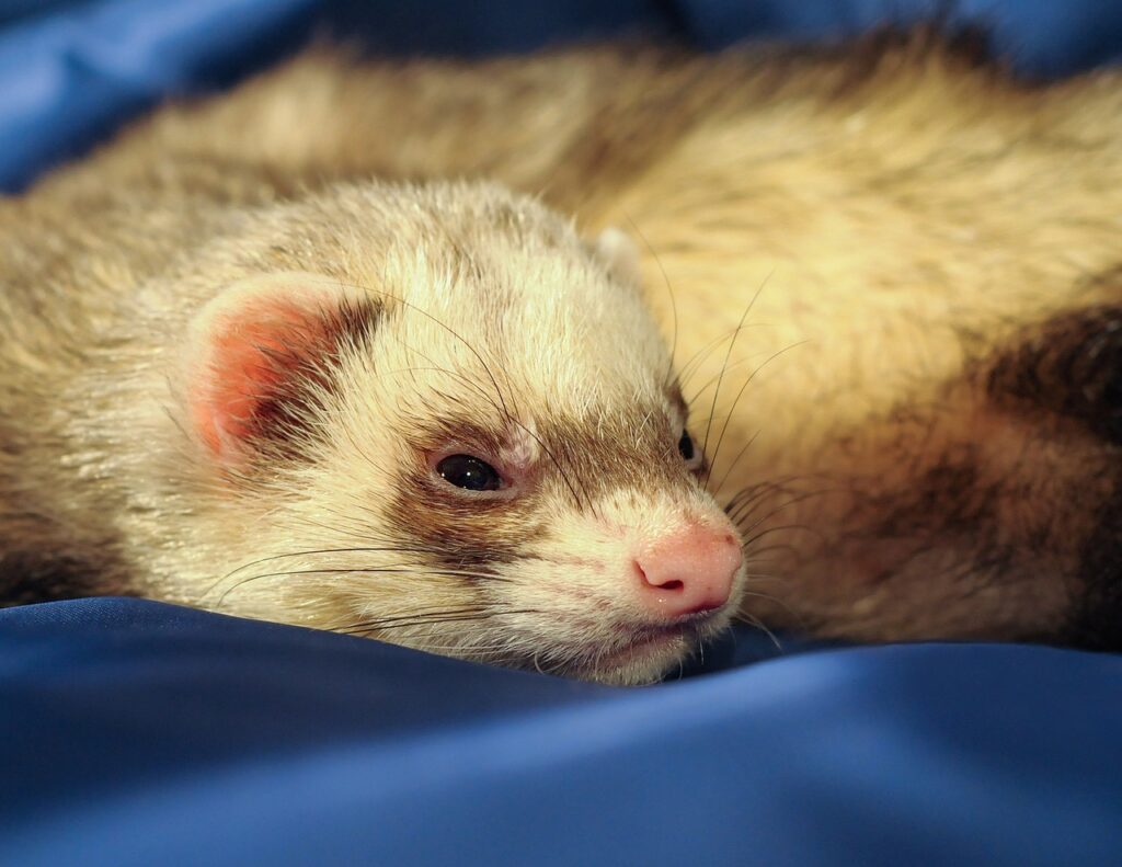 ferret ,what causes ferret damaged eye popped out?