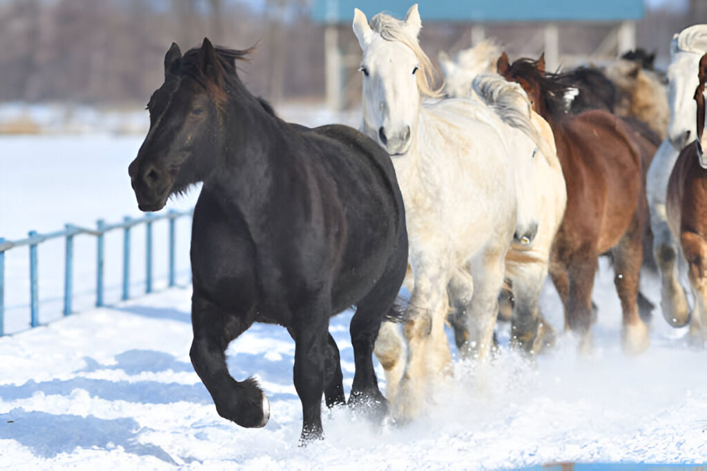 horses Exercise