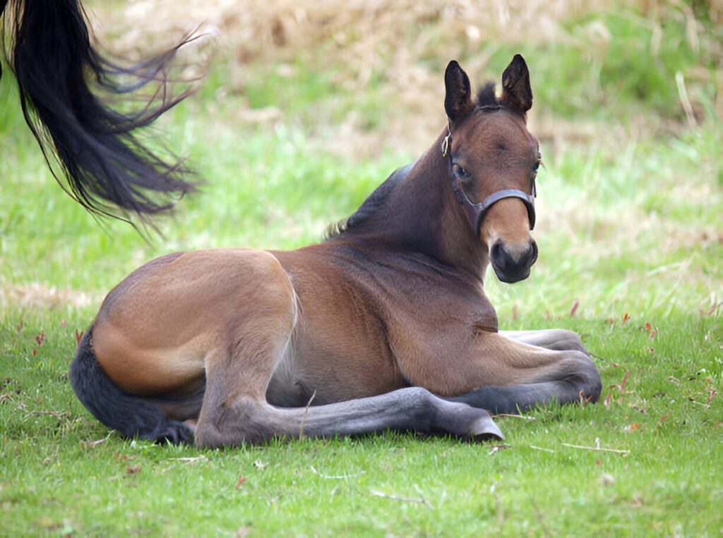 how many stages in a horses life ?