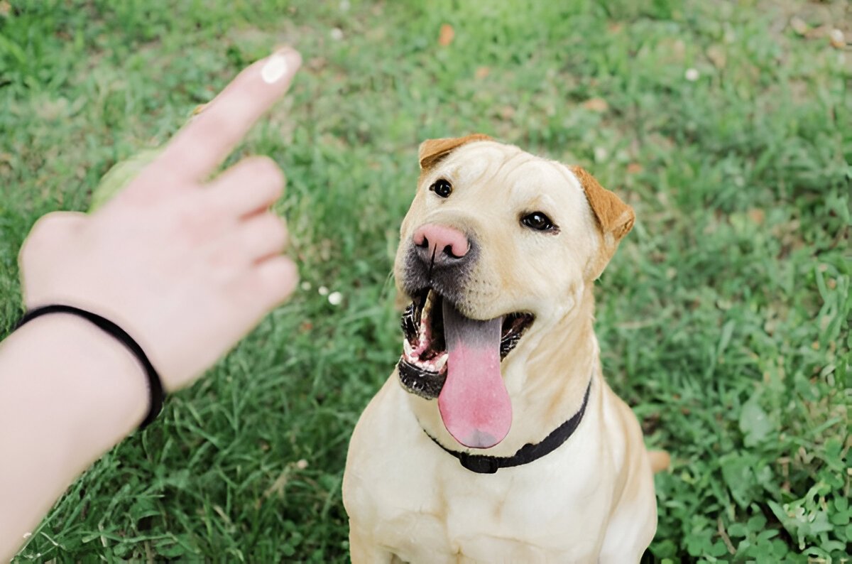 how to potty train an adult dog