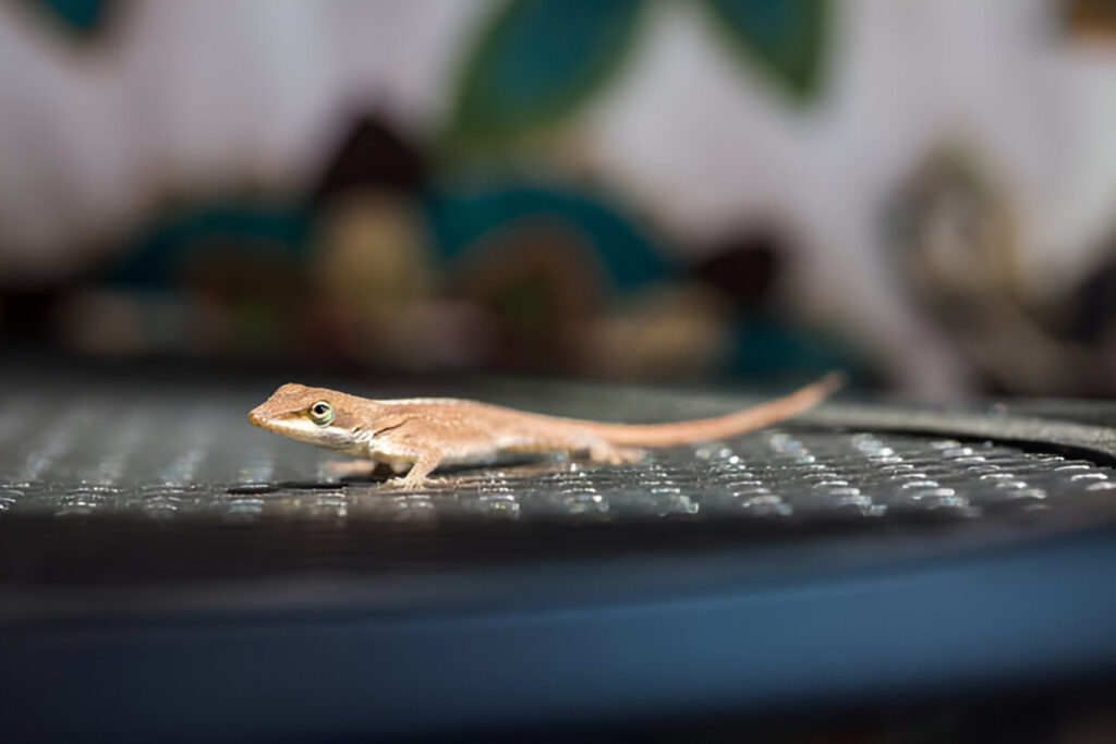 is a heat mat safe for reptiles