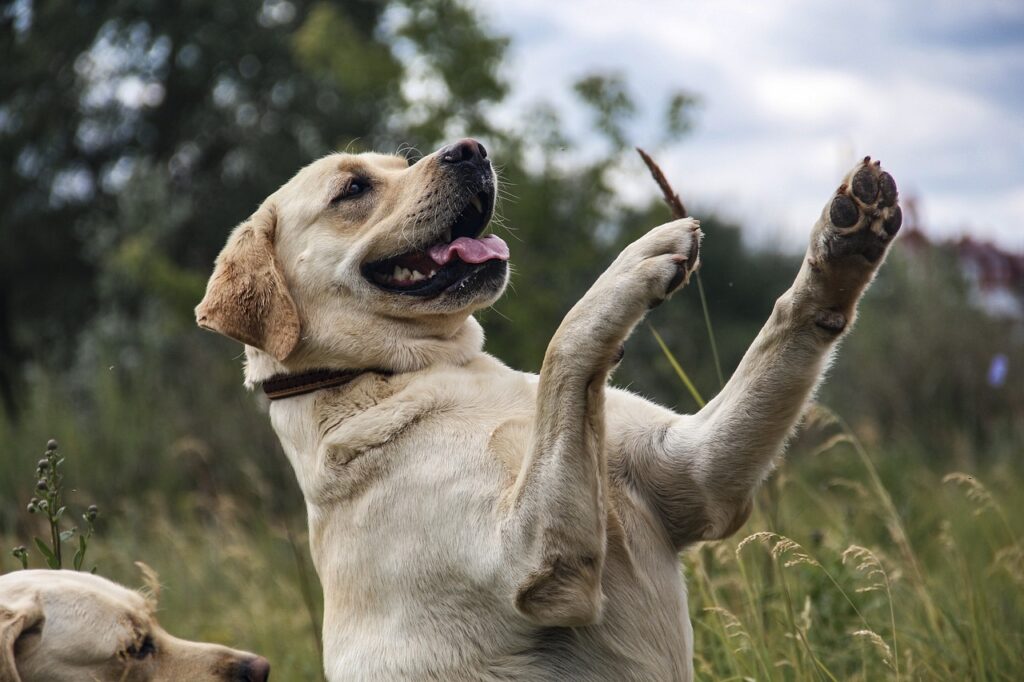 The Labrador Retriever