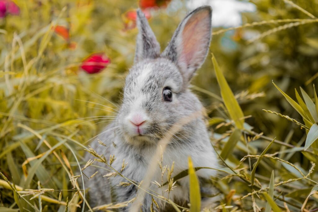 cute rabbits