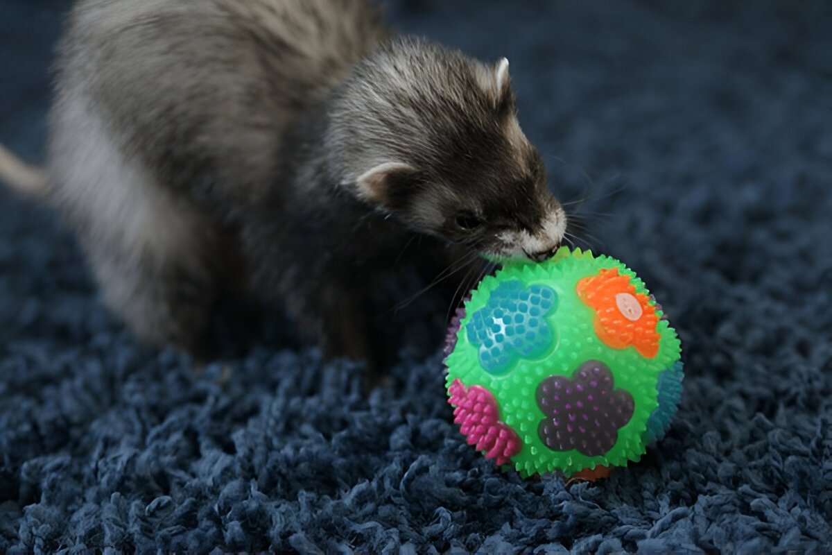 safe chew alternatives for ferret