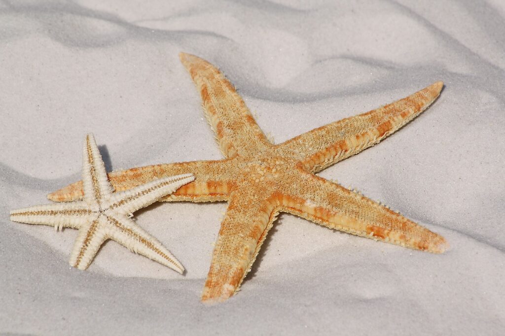 Can Sand Sifting Starfish Live with Other Fish