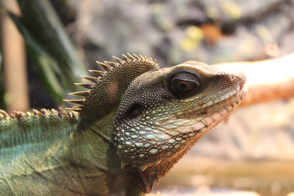 Chinese Water Dragon Reptiles