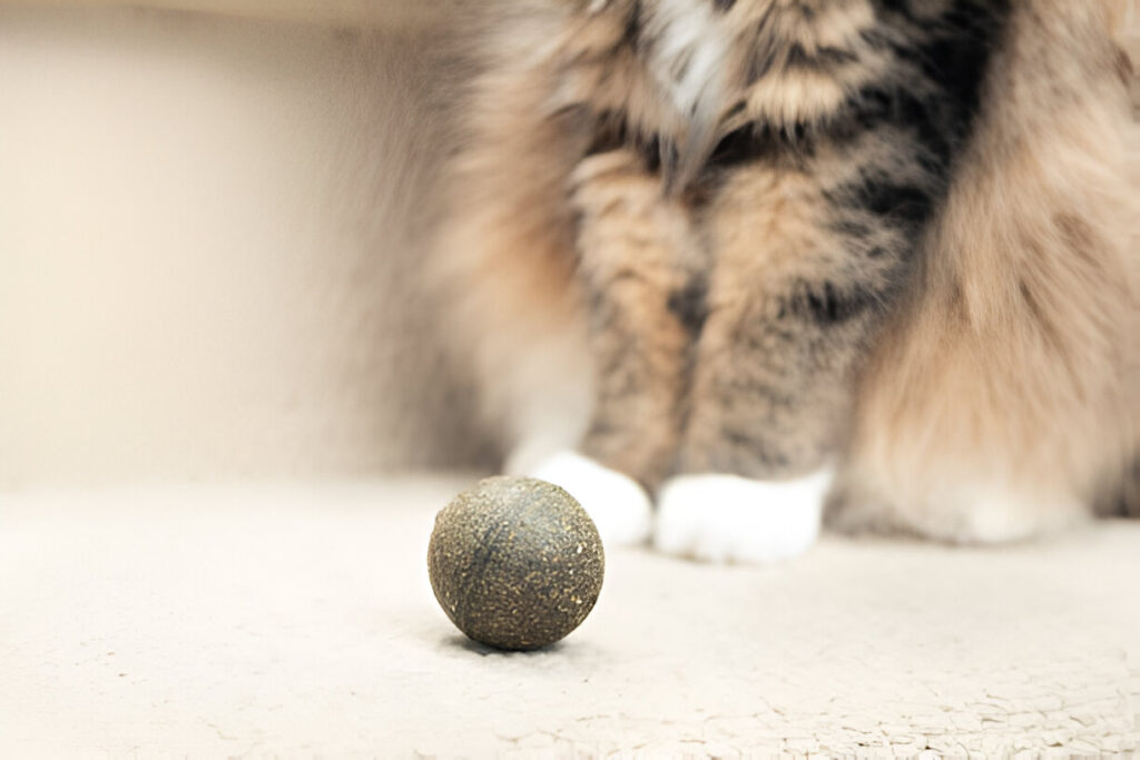 what are cat nip balls